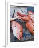 Goldeneye Fish, Caye Caulker, Belize-Russell Young-Framed Photographic Print