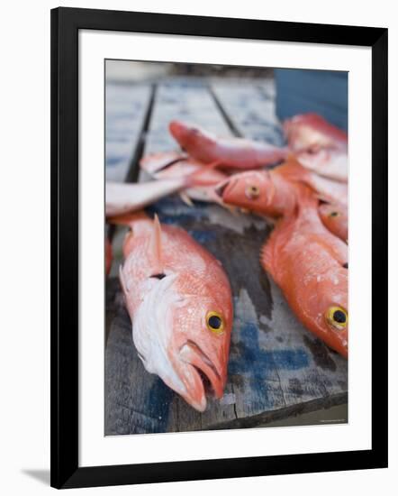 Goldeneye Fish, Caye Caulker, Belize-Russell Young-Framed Photographic Print