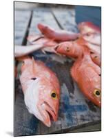 Goldeneye Fish, Caye Caulker, Belize-Russell Young-Mounted Photographic Print