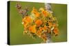 Goldeneye Lichen on Blackthorn Twig-null-Stretched Canvas