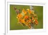 Goldeneye Lichen on Blackthorn Twig-null-Framed Photographic Print