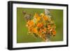 Goldeneye Lichen on Blackthorn Twig-null-Framed Photographic Print