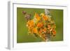 Goldeneye Lichen on Blackthorn Twig-null-Framed Photographic Print