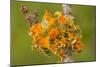 Goldeneye Lichen on Blackthorn Twig-null-Mounted Photographic Print