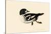 Goldeneye-John James Audubon-Stretched Canvas