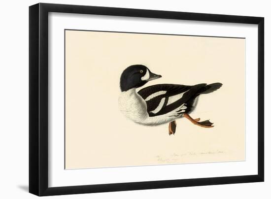 Goldeneye-John James Audubon-Framed Giclee Print
