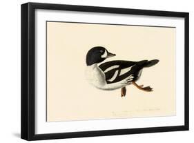 Goldeneye-John James Audubon-Framed Giclee Print