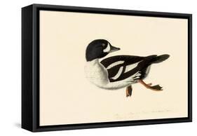 Goldeneye-John James Audubon-Framed Stretched Canvas