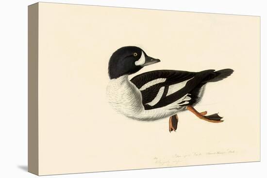 Goldeneye-John James Audubon-Stretched Canvas