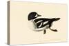 Goldeneye-John James Audubon-Stretched Canvas