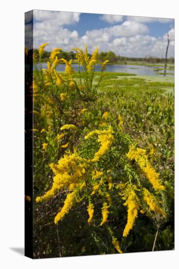 Goldenrod at Edge of Marsh in Brazos Bend State Park Near Houston, Texas, USA-Larry Ditto-Stretched Canvas