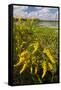 Goldenrod at Edge of Marsh in Brazos Bend State Park Near Houston, Texas, USA-Larry Ditto-Framed Stretched Canvas