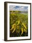 Goldenrod at Edge of Marsh in Brazos Bend State Park Near Houston, Texas, USA-Larry Ditto-Framed Photographic Print