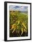 Goldenrod at Edge of Marsh in Brazos Bend State Park Near Houston, Texas, USA-Larry Ditto-Framed Photographic Print