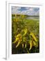 Goldenrod at Edge of Marsh in Brazos Bend State Park Near Houston, Texas, USA-Larry Ditto-Framed Photographic Print