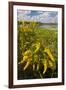 Goldenrod at Edge of Marsh in Brazos Bend State Park Near Houston, Texas, USA-Larry Ditto-Framed Photographic Print