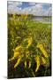 Goldenrod at Edge of Marsh in Brazos Bend State Park Near Houston, Texas, USA-Larry Ditto-Mounted Photographic Print