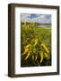 Goldenrod at Edge of Marsh in Brazos Bend State Park Near Houston, Texas, USA-Larry Ditto-Framed Photographic Print