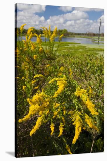 Goldenrod at Edge of Marsh in Brazos Bend State Park Near Houston, Texas, USA-Larry Ditto-Stretched Canvas