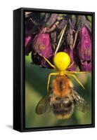 Goldenrod Crab Spider, Yellow, Female with Prey, Bumblebee, Blossom-Harald Kroiss-Framed Stretched Canvas