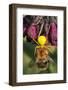 Goldenrod Crab Spider, Yellow, Female with Prey, Bumblebee, Blossom-Harald Kroiss-Framed Photographic Print