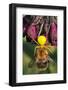 Goldenrod Crab Spider, Yellow, Female with Prey, Bumblebee, Blossom-Harald Kroiss-Framed Photographic Print