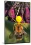 Goldenrod Crab Spider, Yellow, Female with Prey, Bumblebee, Blossom-Harald Kroiss-Mounted Photographic Print