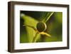 Goldenrod Crab Spider, Yellow, Female-Harald Kroiss-Framed Photographic Print