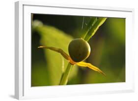 Goldenrod Crab Spider, Yellow, Female-Harald Kroiss-Framed Photographic Print