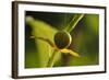 Goldenrod Crab Spider, Yellow, Female-Harald Kroiss-Framed Photographic Print