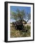 Goldfield Ghost Town, Apache Junction, Arizona, USA-null-Framed Photographic Print