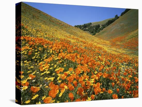 Goldfields and California Poppies, Tehachapi Mountains, California, USA-Charles Gurche-Stretched Canvas