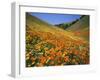 Goldfields and California Poppies, Tehachapi Mountains, California, USA-Charles Gurche-Framed Photographic Print