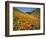 Goldfields and California Poppies, Tehachapi Mountains, California, USA-Charles Gurche-Framed Photographic Print