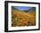 Goldfields and California Poppies, Tehachapi Mountains, California, USA-Charles Gurche-Framed Photographic Print