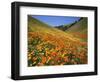 Goldfields and California Poppies, Tehachapi Mountains, California, USA-Charles Gurche-Framed Photographic Print