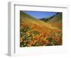 Goldfields and California Poppies, Tehachapi Mountains, California, USA-Charles Gurche-Framed Photographic Print