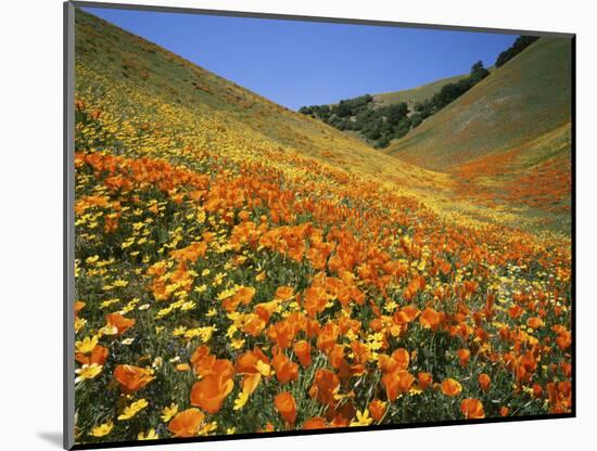 Goldfields and California Poppies, Tehachapi Mountains, California, USA-Charles Gurche-Mounted Photographic Print