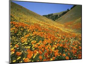 Goldfields and California Poppies, Tehachapi Mountains, California, USA-Charles Gurche-Mounted Photographic Print