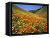 Goldfields and California Poppies, Tehachapi Mountains, California, USA-Charles Gurche-Framed Stretched Canvas
