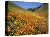 Goldfields and California Poppies, Tehachapi Mountains, California, USA-Charles Gurche-Stretched Canvas