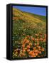 Goldfields and Globe Gilia, California Poppies, Tehachapi Mountains, California, USA-Charles Gurche-Framed Stretched Canvas
