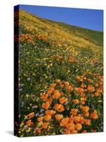 Goldfields and Globe Gilia, California Poppies, Tehachapi Mountains, California, USA-Charles Gurche-Stretched Canvas