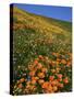 Goldfields and Globe Gilia, California Poppies, Tehachapi Mountains, California, USA-Charles Gurche-Stretched Canvas