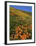 Goldfields and Globe Gilia, California Poppies, Tehachapi Mountains, California, USA-Charles Gurche-Framed Premium Photographic Print