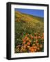 Goldfields and Globe Gilia, California Poppies, Tehachapi Mountains, California, USA-Charles Gurche-Framed Photographic Print