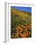 Goldfields and Globe Gilia, California Poppies, Tehachapi Mountains, California, USA-Charles Gurche-Framed Photographic Print