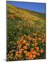 Goldfields and Globe Gilia, California Poppies, Tehachapi Mountains, California, USA-Charles Gurche-Mounted Photographic Print