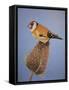 Goldfinch, 2016-Pat Scott-Framed Stretched Canvas