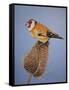 Goldfinch, 2016-Pat Scott-Framed Stretched Canvas